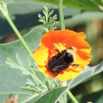 Bumblebee in California Poppy, San Dieguito County Park, Solana Beach, California