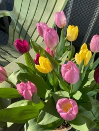 Spring tulips! 😊