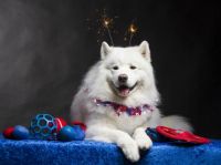 4th of July Samoyed