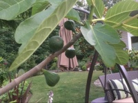 So many figs this year