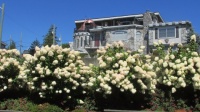 Hydrangea hedge