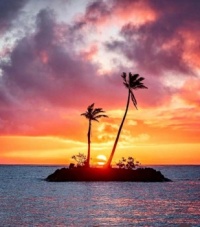 Sunset & Palm Trees