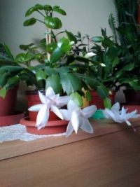 Christmas cactus