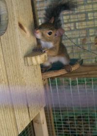 Susie Squirrel
