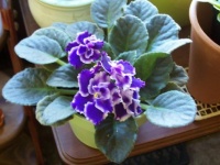 Purple/White Violet 2