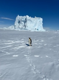 Penguin