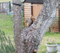 That Pesky Squirrel
