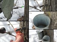 Backyard Sugaring 2: Tapping the trees