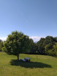 Under the chestnut tree :)