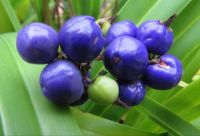 Dianella Berries