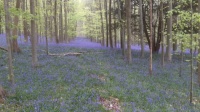 Slindon bluebell woods (2)