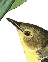 VIGORS VIREO