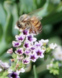 Honeybee on Salt Heliotrope, Horse Park Trail, Del Mar, California