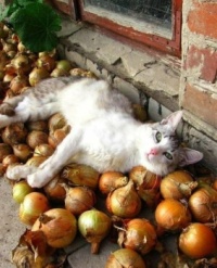 Onions and cutie