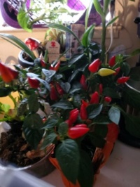 PEPPER PLANT