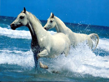 White Horses <3