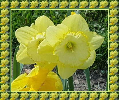 Narcisy / Daffodils