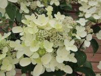 hortensia