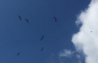Frigate birds at freshwater pond