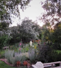 evening garden