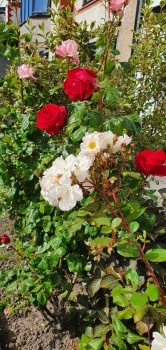 Summer roses in front garden June 2022
