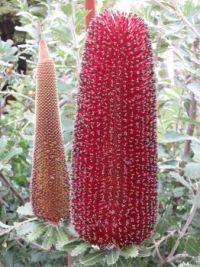 Winter colour - Banksia