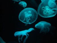 Jellyfish at Baltimore Aquarium, Baltimore, MD, USA