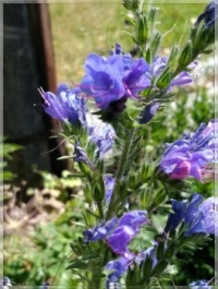 Echium vulgare   -   viper's bugloss   -   Hadinec obecný