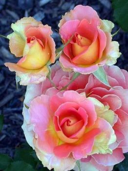 "Brass Band" Roses