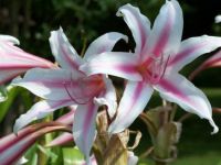Pink & White Lily