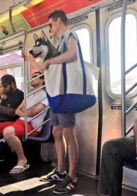 NYC Subway Banned Dogs Unless They Fit In a Bag, Dog Owners Did Not Disappoint - 3 OF 4