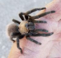 South Texas tarantula