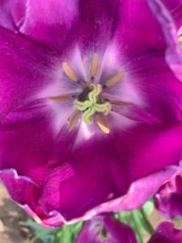 Inside the tulip
