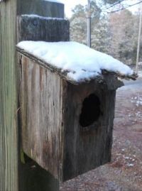 old winter blue bird house