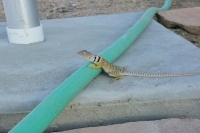collared-lizard-on- hose