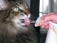 Kitty Popsicle