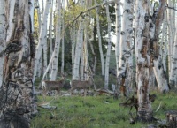 Deer in‌ Aspens in Utah