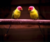 Plum-headed Parakeet