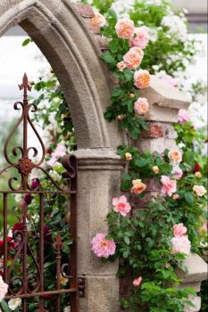 A Beautiful Rose climber on a Gorgeous Archway.