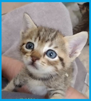 blue eyed kitten