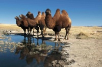 Camels 🐫