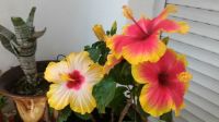 Mum's hibiscus