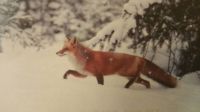Winter Fox