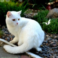White cat and white butterfly Caturday