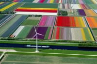 'Beautiful Tulip Fields, The Netherlands'..