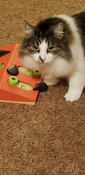 Bub the Puzzler
