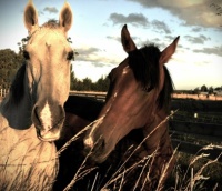 Two Lovely Ladies