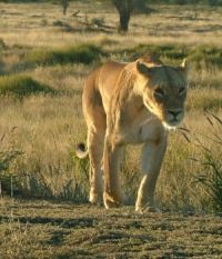 Here she comes - Kalahari lioness