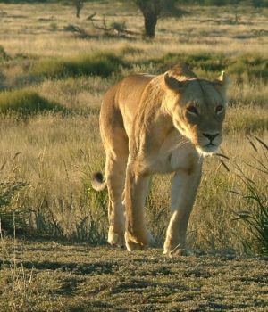 Here she comes - Kalahari lioness