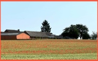 Poppies among the corn.  Klaprozen tussen het graan.